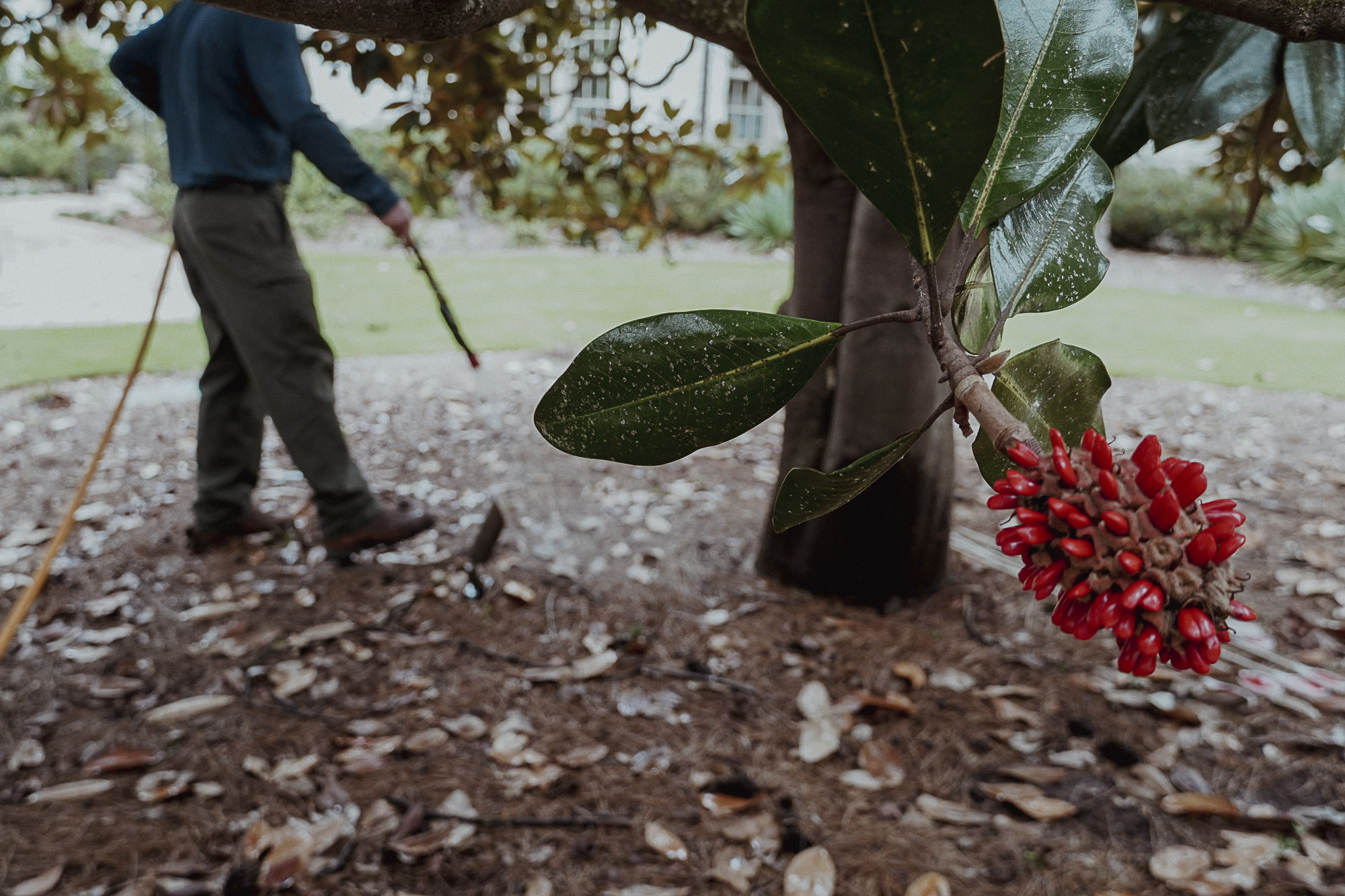 Everett Tree Service Raleigh's Top Tree Care, Removal & Plant Health